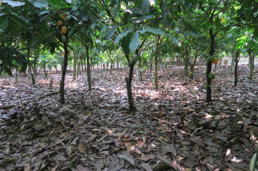 Enlarged view: Well-managed cocoa farm in Ejisu
