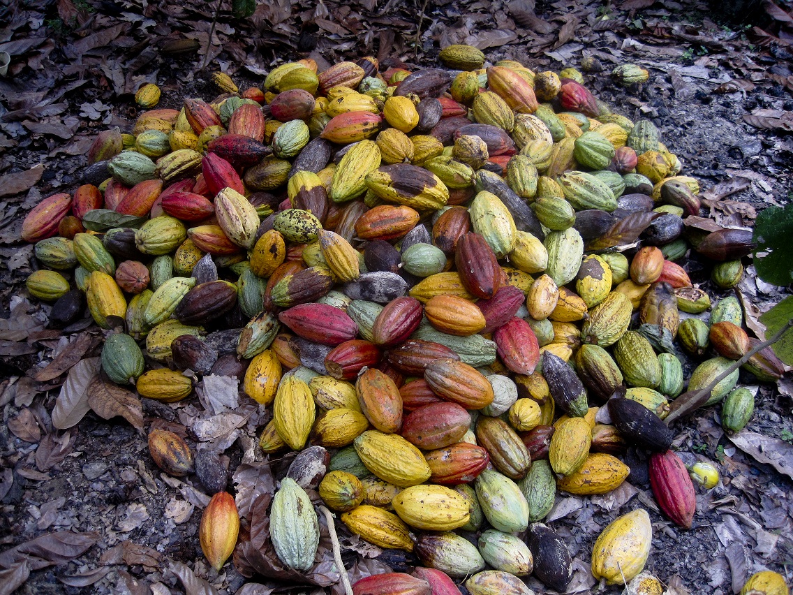 Enlarged view: Cocoa beans