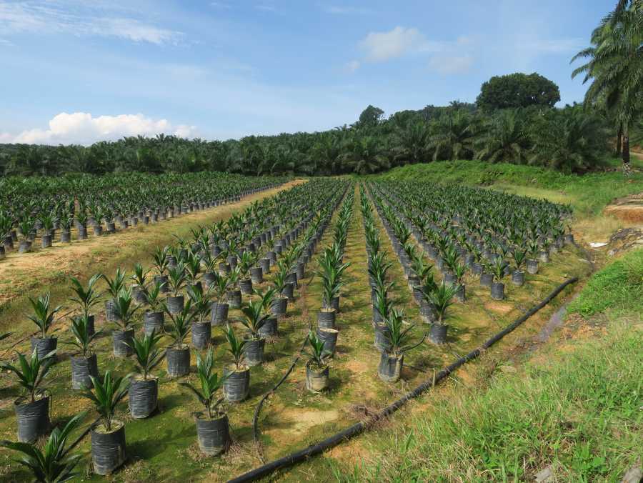 Enlarged view: Nursery of palm oil