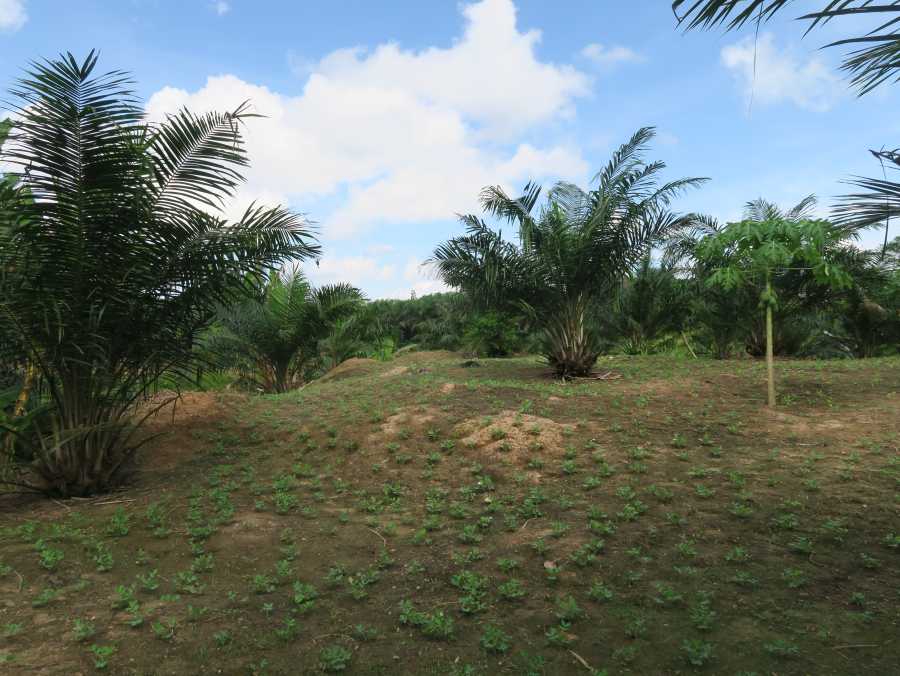 Enlarged view: Intercropping of palm oil