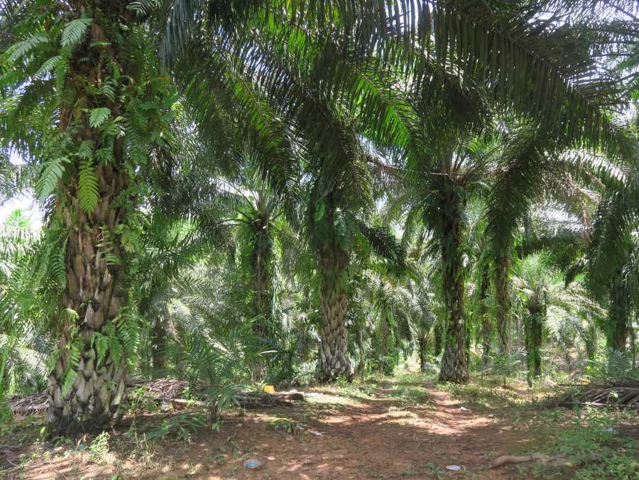 Enlarged view: Monoculture of palm oil