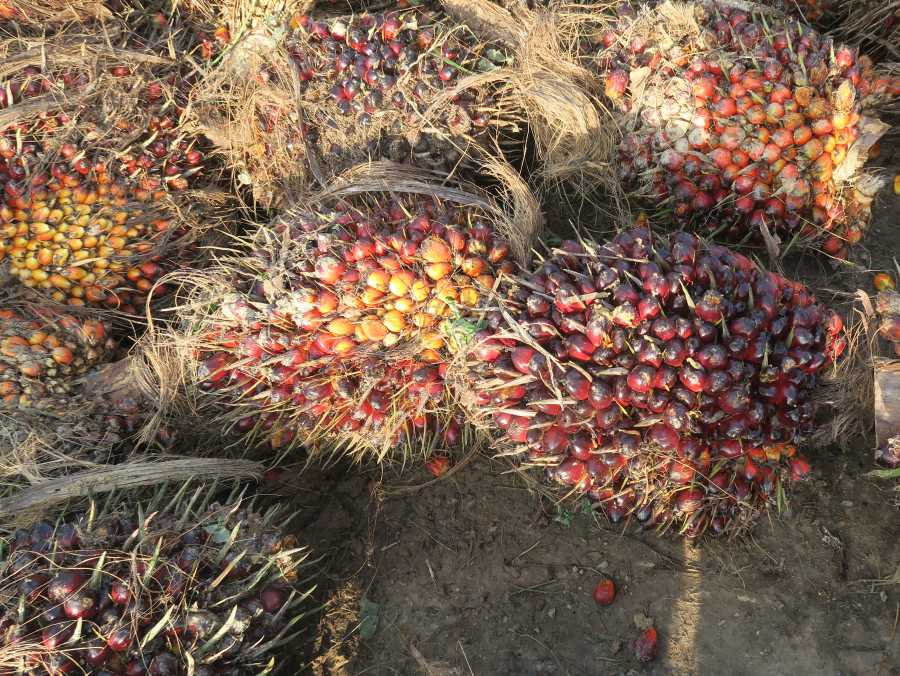 Enlarged view: Ripe of palm oil